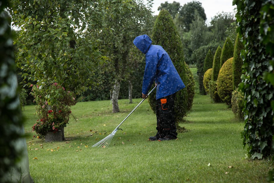 A gardener dressed in a blue waterproof jacket with the hood up, working on a neatly maintained terrace garden. The individual is using a garden rake to clear fallen leaves from a lush, green lawn tha
